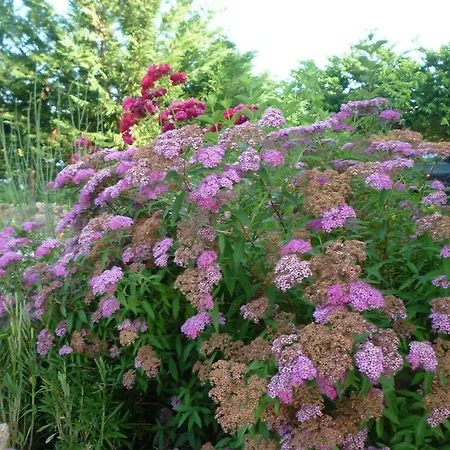 Tadinum Romana * Gualdo Tadino